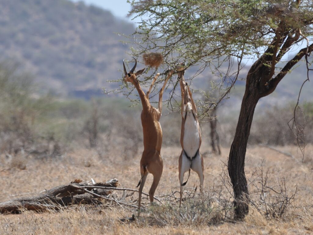 Dos gerenuks erguidos sobre las patas traseras comen las ramas de una acacia, el macho con cuernos a la izquierda y colinas desenfocadas al fondo