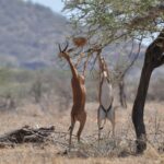 Dos gerenuks erguidos sobre las patas traseras comen las ramas de una acacia, el macho con cuernos a la izquierda y colinas desenfocadas al fondo