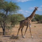 Una jirafa masái camina por la sabana seca y mira al objetivo, con una acacia a su izquierda