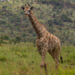 Una jirafa sudafricana camina de frente por la hierba alta y verde, con manchas marrón claro de bordes irregulares y una colina arbolada del cráter detrás