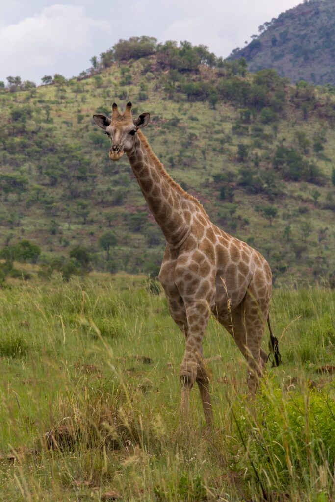 Una jirafa sudafricana camina de frente por la hierba alta y verde, con manchas marrón claro de bordes irregulares y una colina arbolada del cráter detrás