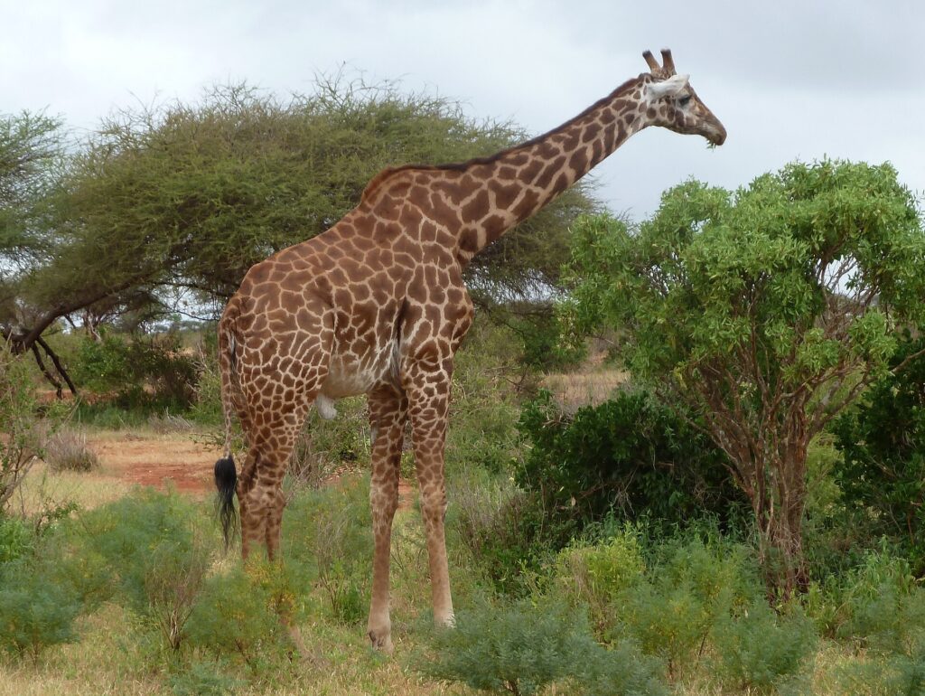 Una jirafa masái de manchas recortadas, de perfil entre arbustos verdes y una acacia, con una pista de tierra roja a la izquierda