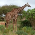 Una jirafa masái de manchas recortadas, de perfil entre arbustos verdes y una acacia, con una pista de tierra roja a la izquierda