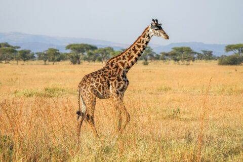Una jirafa masái camina de perfil por la hierba alta y amarilla, con manchas oscuras como hojas recortadas, y detrás acacias de copa plana y colinas azules