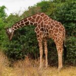 Una jirafa reticulada inclina el largo cuello hacia abajo para comer de un arbusto verde, con el pelaje en red pardo rojizo bien visible