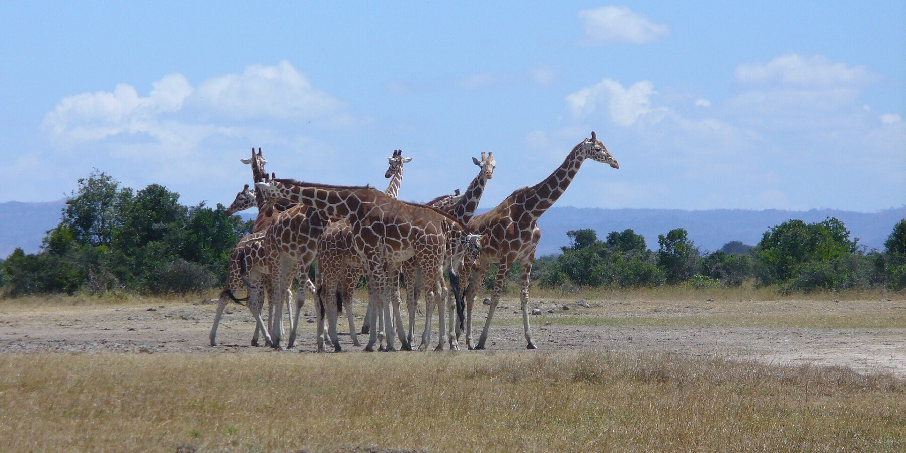 Seis jirafas reticuladas agrupadas en una llanura de hierba seca, con manchas en polígonos nítidos, delante de una hilera de árboles y colinas azules