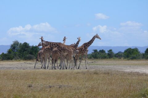 Seis jirafas reticuladas agrupadas en una llanura de hierba seca, con manchas en polígonos nítidos, delante de una hilera de árboles y colinas azules