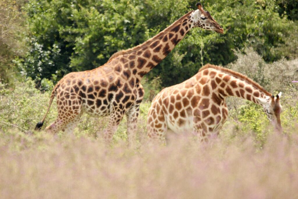 Dos jirafas de Rothschild, con las patas blancas por debajo de la rodilla, caminan entre hierbas altas rosadas delante de arbustos verdes