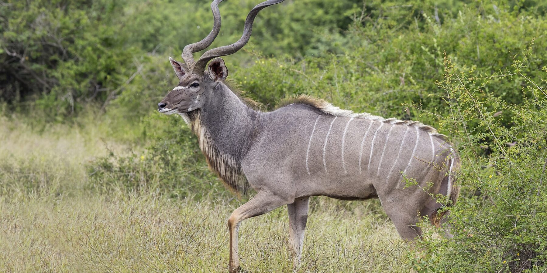 Un gran kudú macho camina de perfil por la hierba alta, con los grandes cuernos en espiral, el pelaje gris rayado de blanco, una V blanca entre los ojos y una barba bajo el cuello