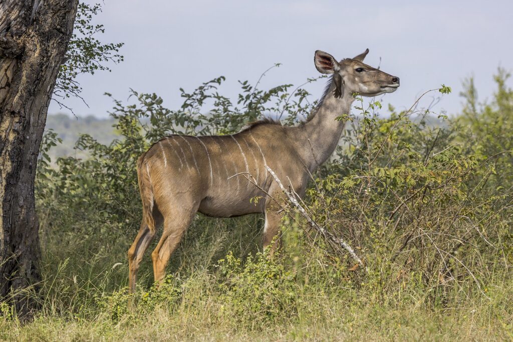 Una hembra de gran kudú sin cuernos, de pelaje leonado rayado de blanco y grandes orejas, con un picabueyes agarrado al cuello, de pie delante de unos arbustos
