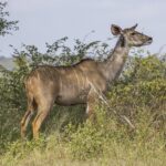 Una hembra de gran kudú sin cuernos, de pelaje leonado rayado de blanco y grandes orejas, con un picabueyes agarrado al cuello, de pie delante de unos arbustos