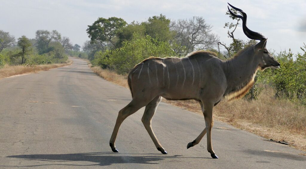 Un gran kudú macho cruza al paso una carretera asfaltada, con los cuernos en espiral erguidos, el flanco gris rayado de blanco y hierba seca y matorral a cada lado