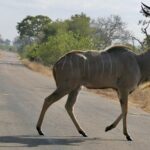 Un gran kudú macho cruza al paso una carretera asfaltada, con los cuernos en espiral erguidos, el flanco gris rayado de blanco y hierba seca y matorral a cada lado