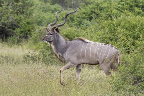 Un gran kudú macho camina de perfil por la hierba alta, con los grandes cuernos en espiral, el pelaje gris rayado de blanco, una V blanca entre los ojos y una barba bajo el cuello
