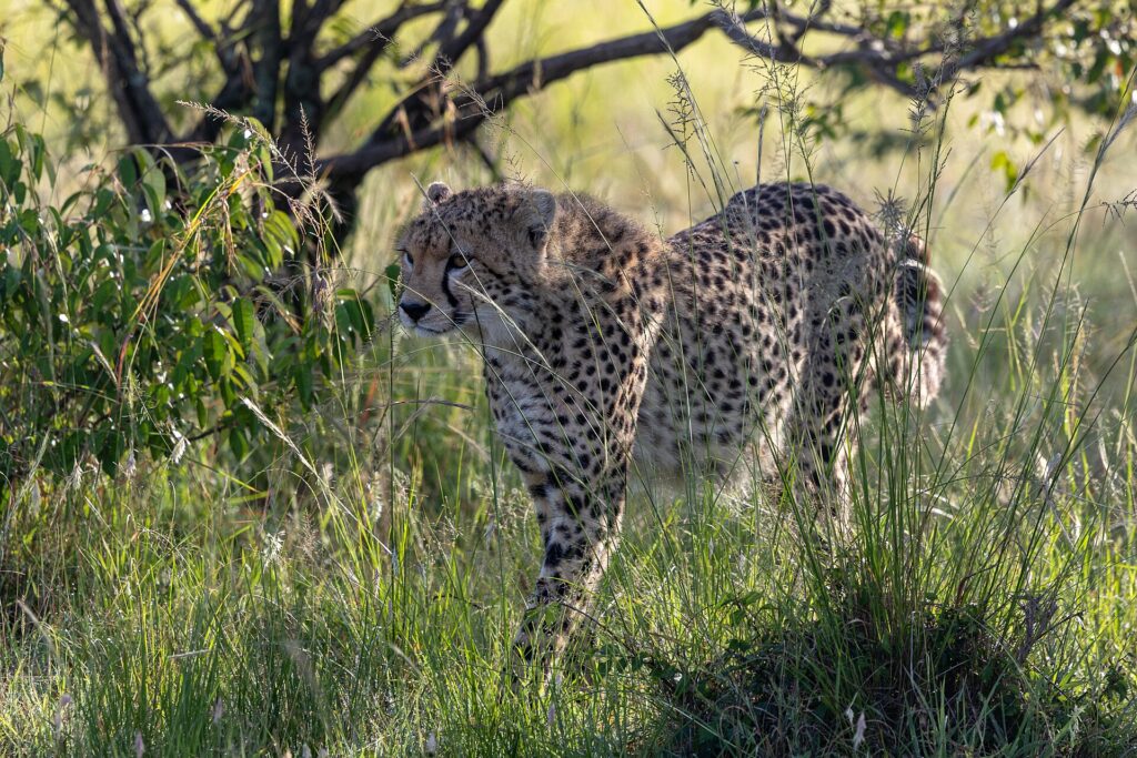 Un guepardo avanza entre la hierba alta y verde bajo un arbusto, con la cabeza girada a la izquierda, a contraluz