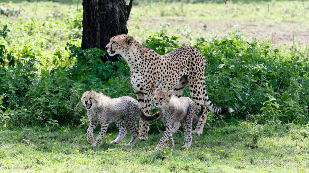 Una hembra de guepardo de pie delante de un tronco, con dos cachorros de pelaje gris y erizado a sus pies en la hierba verde con flores