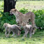 Una hembra de guepardo de pie delante de un tronco, con dos cachorros de pelaje gris y erizado a sus pies en la hierba verde con flores