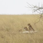 Tres guepardos tumbados en la hierba alta y amarilla, dos con la cabeza levantada hacia la izquierda, bajo una rama de acacia