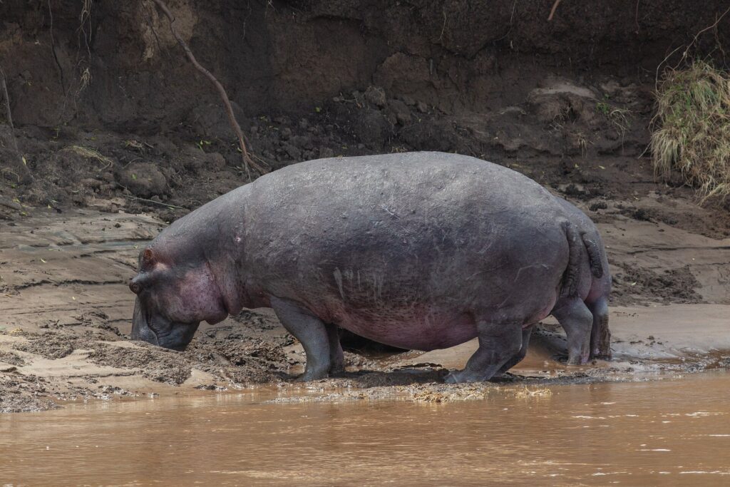 Un hipopótamo solitario sale del agua parda y camina por la orilla de barro, con la cabeza baja, delante de un talud de tierra oscura