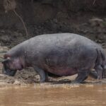 Un hipopótamo solitario sale del agua parda y camina por la orilla de barro, con la cabeza baja, delante de un talud de tierra oscura