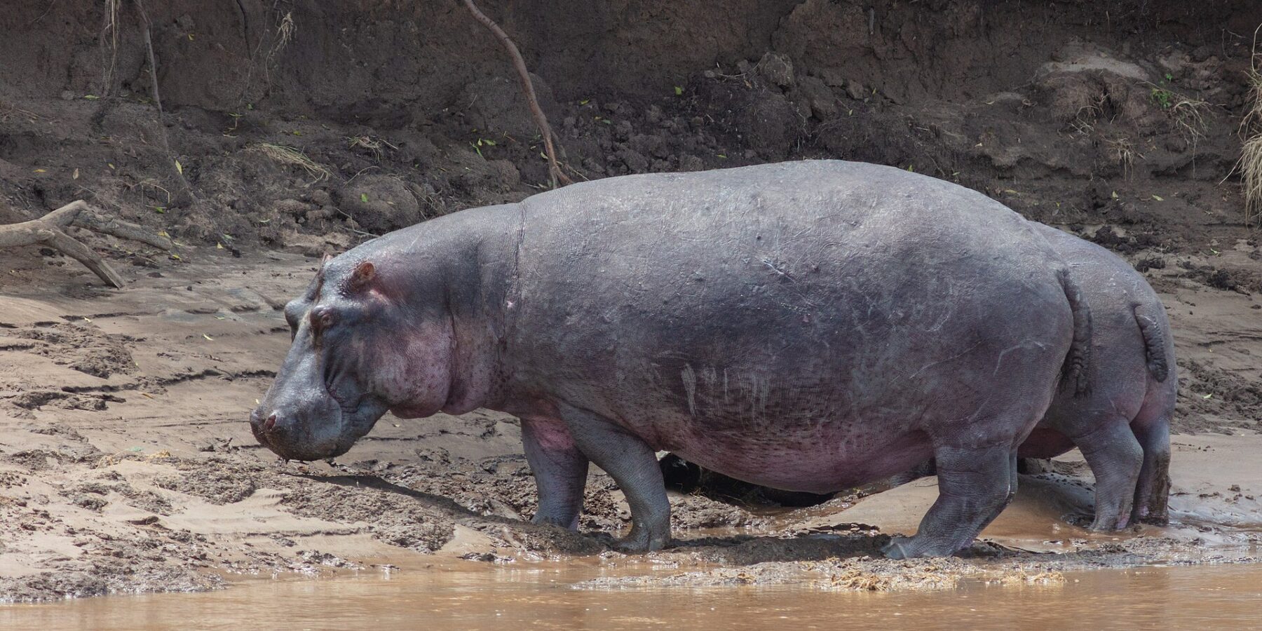 Un hipopótamo de perfil camina por la orilla de barro junto al agua marrón, delante de un talud de tierra negra con raíces colgantes