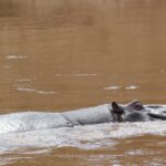 El lomo y la cabeza de un gran hipopótamo macho asoman en el agua marrón y rápida del río, con las orejas y el ojo apenas fuera
