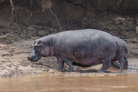 Un hipopótamo de perfil camina por la orilla de barro junto al agua marrón, delante de un talud de tierra negra con raíces colgantes