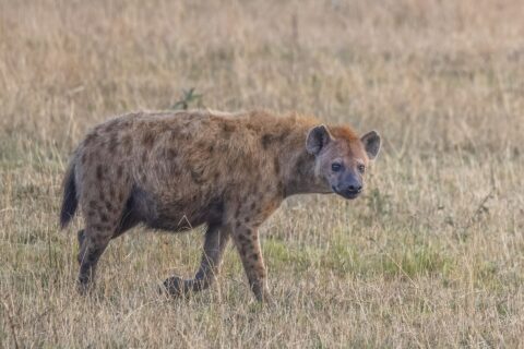 Una hiena manchada camina de perfil por la hierba seca y gira la cabeza hacia la cámara, con el lomo inclinado y las orejas redondas