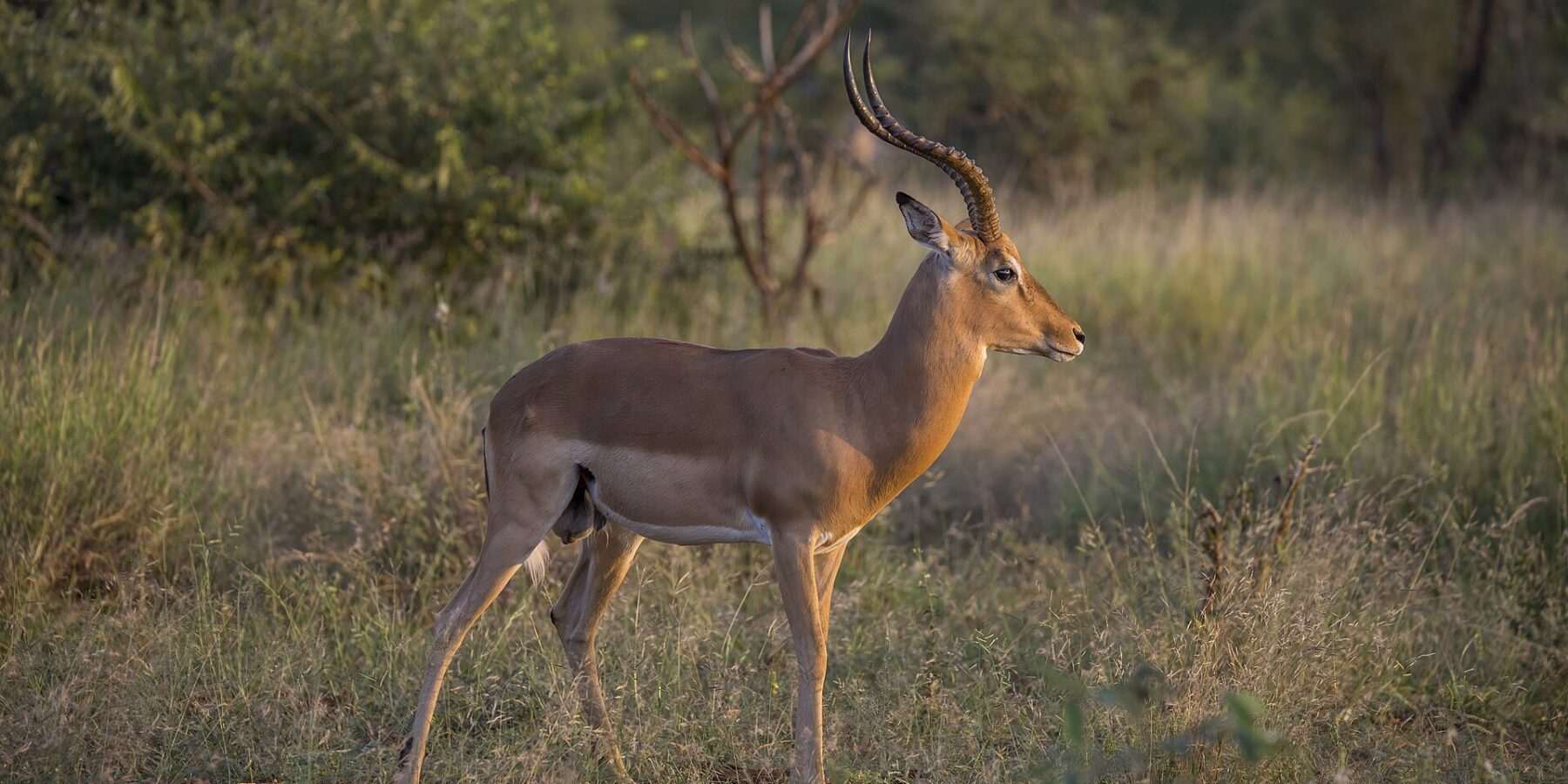 Un impala macho de perfil bajo la luz dorada de la tarde, con los cuernos anillados en forma de lira, el lomo rojizo, el vientre blanco y los mechones negros encima de las pezuñas traseras