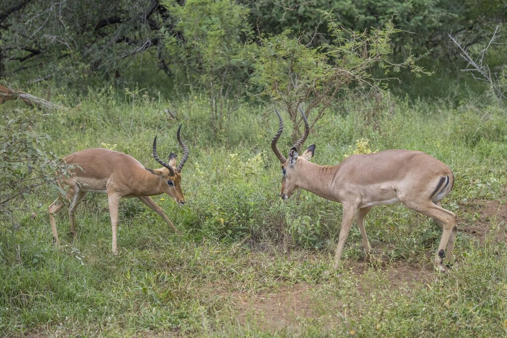 Dos impalas machos frente a frente entre la vegetación verde, con la cabeza baja y los cuernos en lira a punto de chocar