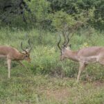 Dos impalas machos frente a frente entre la vegetación verde, con la cabeza baja y los cuernos en lira a punto de chocar