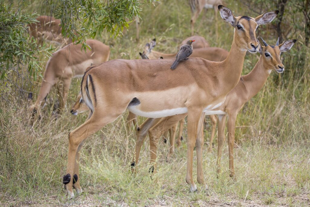 Una hembra de impala con un picabueyes de pico rojo posado en el lomo, un macho joven a su lado y la manada pastando detrás en el matorral verde, con las rayas negras de la grupa bien visibles