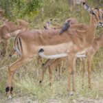 Una hembra de impala con un picabueyes de pico rojo posado en el lomo, un macho joven a su lado y la manada pastando detrás en el matorral verde, con las rayas negras de la grupa bien visibles