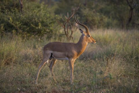 Un impala macho de perfil bajo la luz dorada de la tarde, con los cuernos anillados en forma de lira, el lomo rojizo, el vientre blanco y los mechones negros encima de las pezuñas traseras
