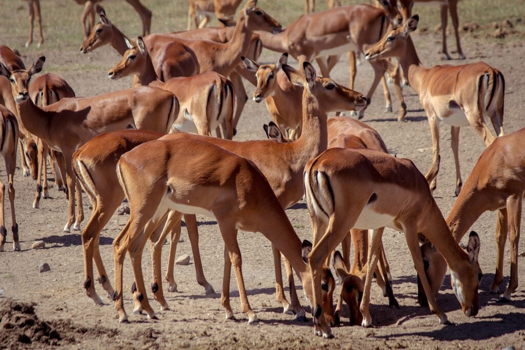 Una manada compacta de hembras de impala de pelaje rojizo y blanco, de pie o con la cabeza baja sobre la tierra seca