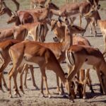 Una manada compacta de hembras de impala de pelaje rojizo y blanco, de pie o con la cabeza baja sobre la tierra seca