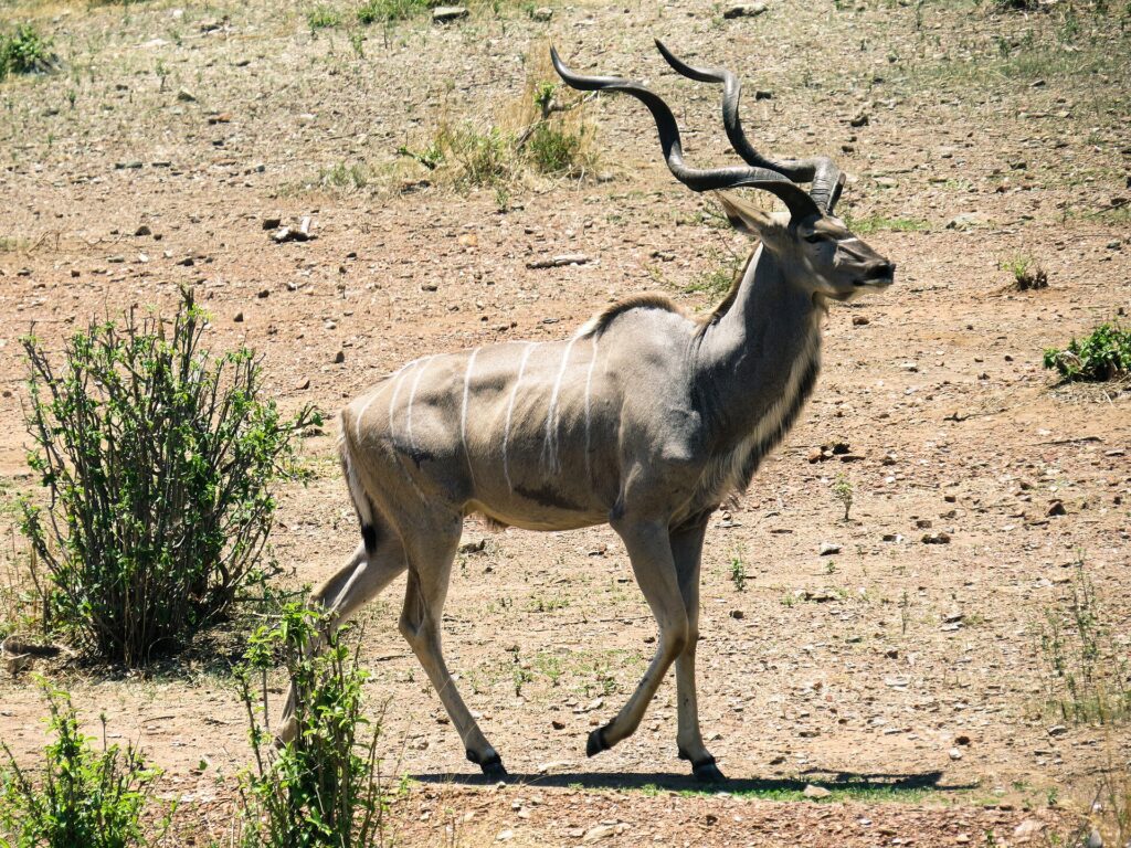 Un gran kudú macho camina sobre un suelo pedregoso, con los cuernos en espiral y finas rayas blancas en los flancos