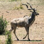 Un gran kudú macho camina sobre un suelo pedregoso, con los cuernos en espiral y finas rayas blancas en los flancos