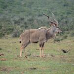 Un gran kudú macho de perfil sobre la hierba rasa, con los largos cuernos en espiral y finas rayas blancas en el flanco, un avefría coronada en el suelo y el matorral denso detrás