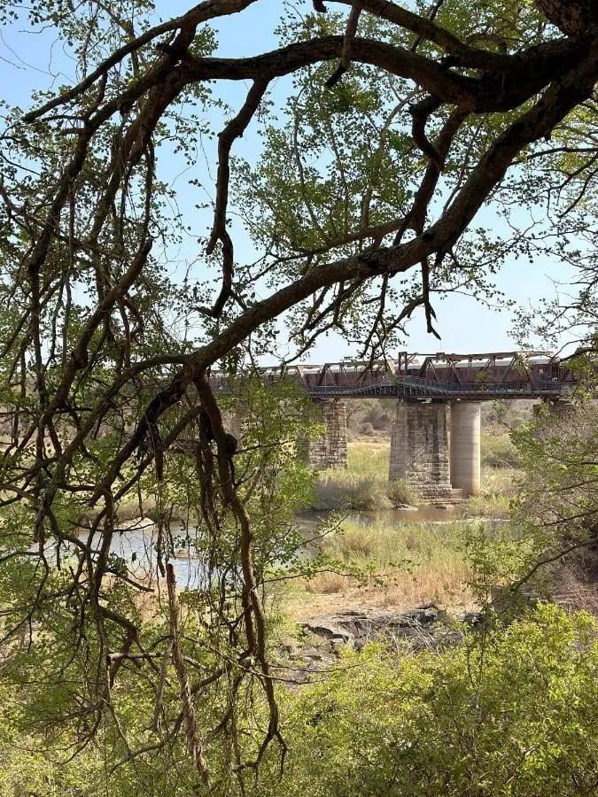 El puente del Selati y el tren vistos entre las ramas de un árbol, encima del río