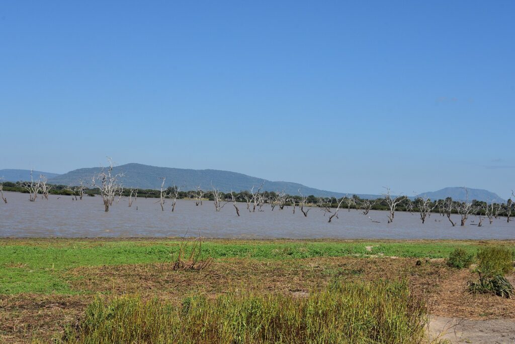 Árboles muertos erguidos en el agua parda de un lago, colinas azules en el horizonte y una orilla de hierba verde
