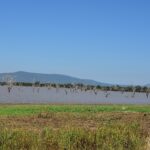 Árboles muertos erguidos en el agua parda de un lago, colinas azules en el horizonte y una orilla de hierba verde