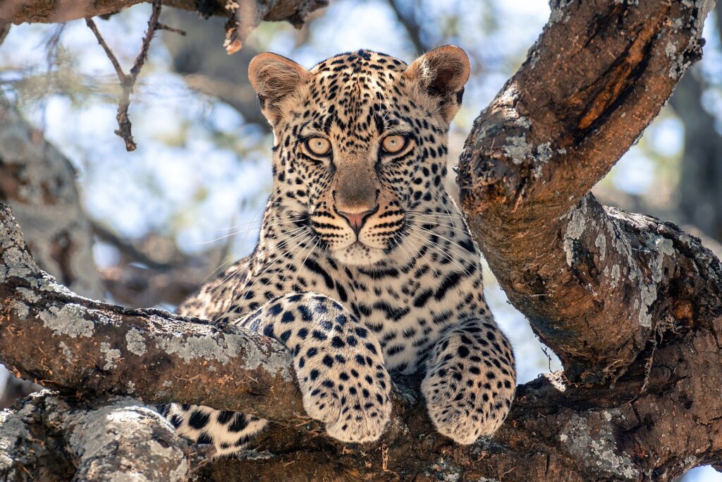 Un leopardo joven tumbado sobre una gruesa rama mira directamente al objetivo