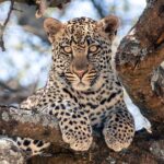 Un leopardo joven tumbado sobre una gruesa rama mira directamente al objetivo