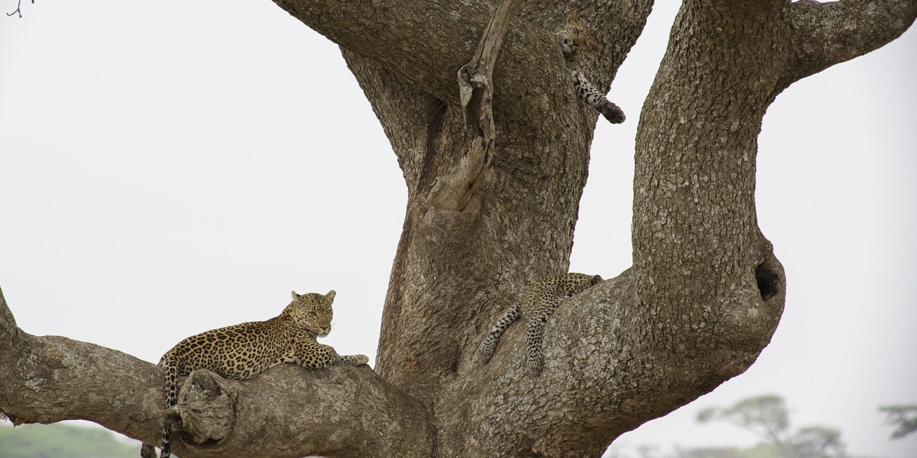 Dos leopardos en un gran árbol: uno, tumbado en una rama gruesa, mira a lo lejos, y un joven, más arriba, deja colgar una pata