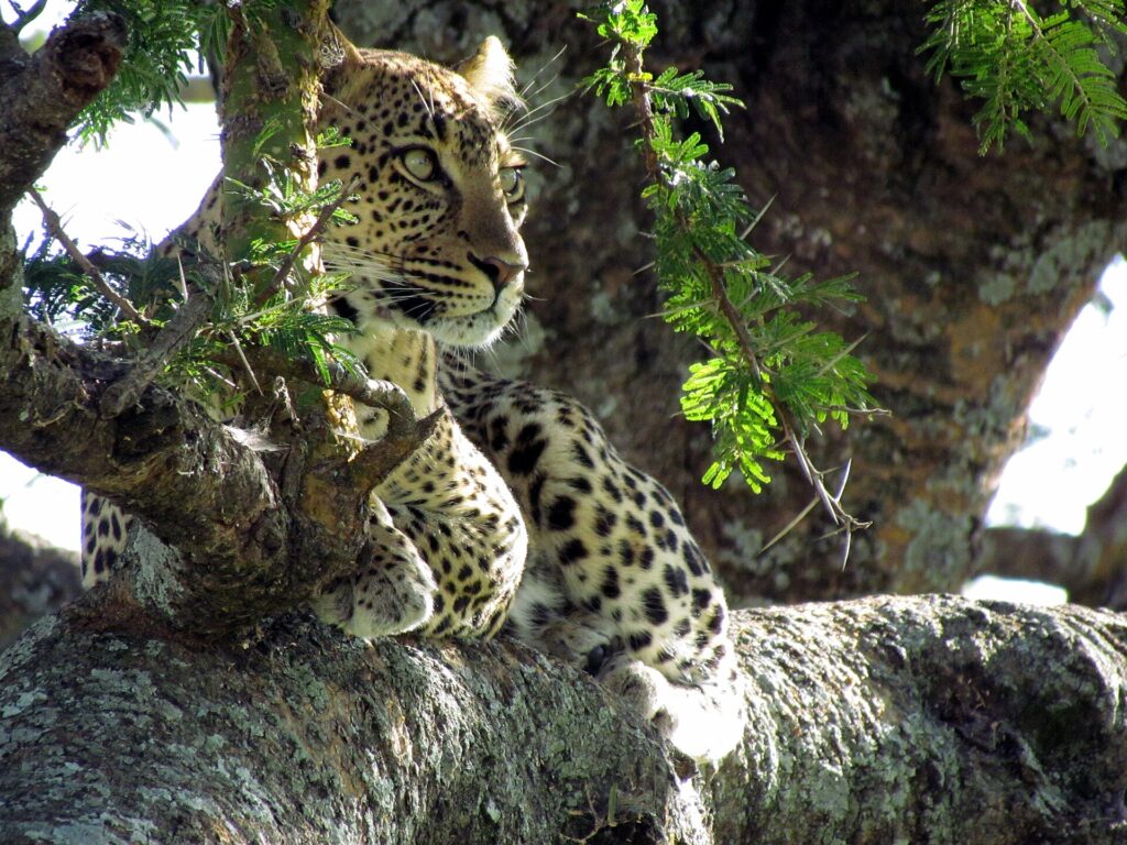 Un leopardo tumbado en la horquilla de una acacia mira hacia la izquierda, con las manchas negras nítidas sobre el pelaje claro