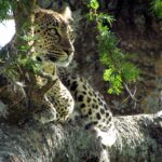Un leopardo tumbado en la horquilla de una acacia mira hacia la izquierda, con las manchas negras nítidas sobre el pelaje claro