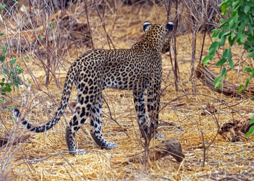 Un leopardo visto de espaldas se aleja entre la hierba seca y los arbustos sin hojas, con la cola levantada en forma de gancho