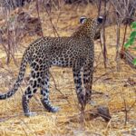 Un leopardo visto de espaldas se aleja entre la hierba seca y los arbustos sin hojas, con la cola levantada en forma de gancho