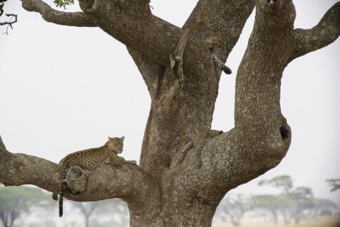 Dos leopardos en un gran árbol: uno, tumbado en una rama gruesa, mira a lo lejos, y un joven, más arriba, deja colgar una pata